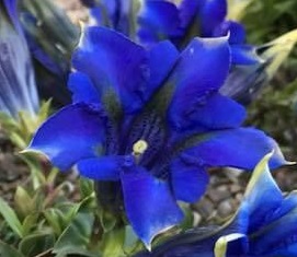 Gentiana acaulis 'BA Form'